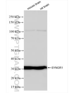 SYNGR1 Recombinant monoclonal antibody proteintech 84161-3-RR
