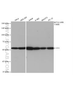 YY1 Recombinant monoclonal antibody proteintech 82712-3-RR