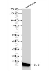 CLPS Recombinant monoclonal antibody proteintech 84224-2-RR