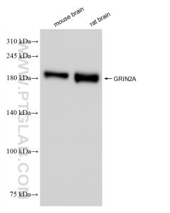 NMDAR2A/GRIN2A Recombinant monoclonal antibody proteintech 83465-2-RR