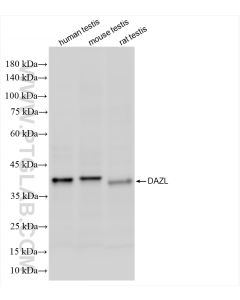 DAZL Recombinant monoclonal antibody proteintech 86344-3-RR