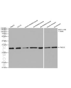 FNDC5 Recombinant monoclonal antibody proteintech 82671-1-RR