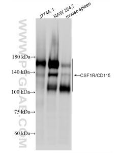 CSF1R/CD115 Recombinant monoclonal antibody proteintech 84919-6-RR