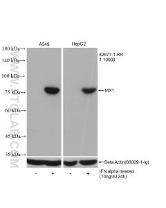 MX1 Recombinant monoclonal antibody proteintech 82677-1-RR