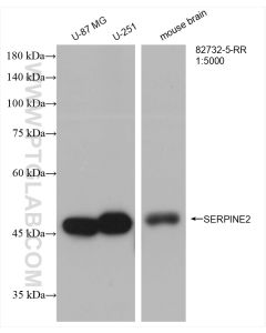 SERPINE2 Recombinant monoclonal antibody proteintech 82732-5-RR