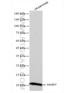 Ins1 Recombinant monoclonal antibody proteintech 83867-1-RR