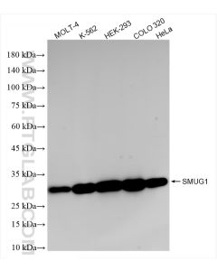 SMUG1 Recombinant monoclonal antibody proteintech 83771-5-RR