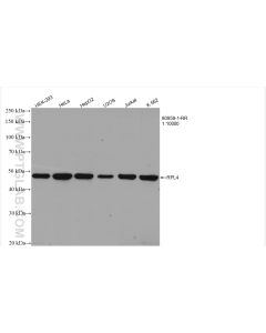 Ribosomal protein L4 Recombinant monoclonal antibody proteintech 80959-1-RR