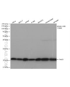 TIM23 Recombinant monoclonal antibody proteintech 82540-1-RR