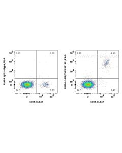 Anti-Human CD268/BAFF-R Rabbit Recombinant Antibody proteintech 98254-1-RR