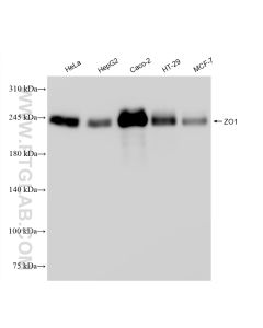 ZO-1 Recombinant monoclonal antibody proteintech 82870-7-RR