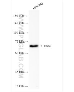 HAS2 Recombinant monoclonal antibody proteintech 83204-2-RR