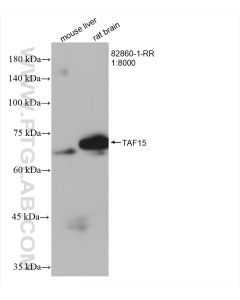 TAF15 Recombinant monoclonal antibody proteintech 82860-1-RR