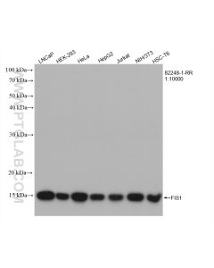 FIS1 Recombinant monoclonal antibody proteintech 82248-1-RR