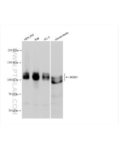 MDM1 Recombinant monoclonal antibody proteintech 83141-2-RR