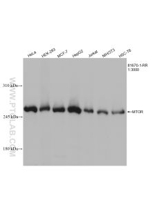 mTOR Recombinant monoclonal antibody proteintech 81670-1-RR