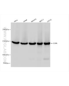 COPA Recombinant monoclonal antibody proteintech 83089-1-RR