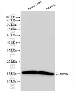 Neurogranin Recombinant monoclonal antibody proteintech 83593-5-RR