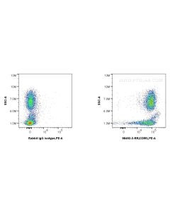 Anti-Human CD55 Rabbit Recombinant Antibody proteintech 98493-3-RR