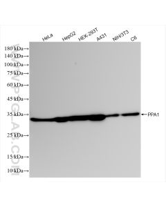 PPA1 Recombinant monoclonal antibody proteintech 85445-3-RR