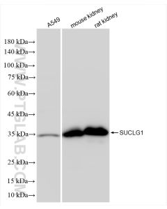 SUCLG1 Recombinant monoclonal antibody proteintech 86072-1-RR