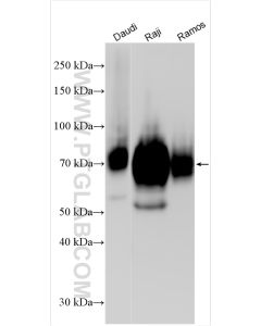 CD86 Recombinant monoclonal antibody proteintech 83523-4-RR