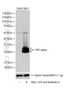 TNF-alpha Recombinant monoclonal antibody proteintech 80260-2-RR