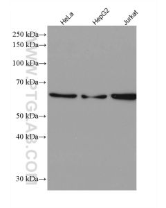 IRF3 Recombinant monoclonal antibody proteintech 80519-1-RR