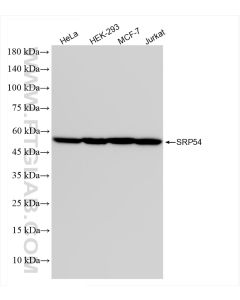 SRP54 Recombinant monoclonal antibody proteintech 84014-6-RR