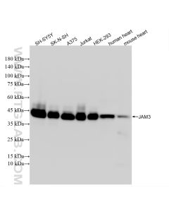 JAM3 Recombinant monoclonal antibody proteintech 86960-1-RR