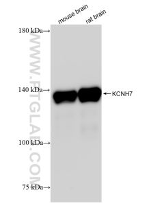 KCNH7 Recombinant monoclonal antibody proteintech 83674-1-RR