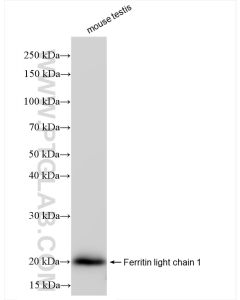 Ferritin light chain 1 Recombinant monoclonal antibody proteintech 84731-7-RR