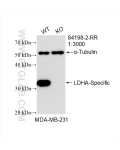 LDHA-Specific Recombinant monoclonal antibody proteintech 84198-2-RR