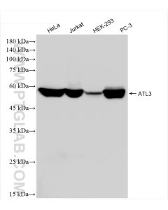 ATL3 Recombinant monoclonal antibody proteintech 84578-3-RR