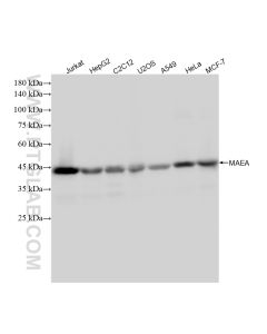 MAEA Recombinant monoclonal antibody proteintech 83267-1-RR