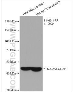 GLUT1 Recombinant monoclonal antibody proteintech 81463-1-RR