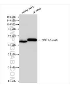 FOXL2-Specific Recombinant monoclonal antibody proteintech 84144-1-RR