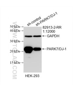 PARK7/DJ-1 Recombinant monoclonal antibody proteintech 82913-2-RR