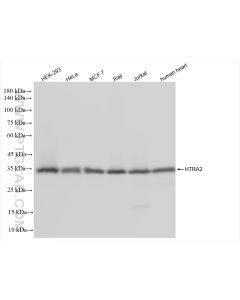 HTRA2 Recombinant monoclonal antibody proteintech 83492-7-RR