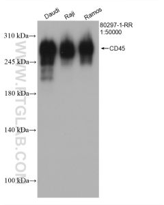 CD45 Recombinant monoclonal antibody proteintech 80297-1-RR