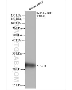 Growth Hormone Recombinant monoclonal antibody proteintech 82813-2-RR