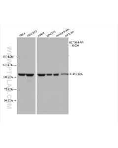PI3 Kinase p110 Alpha Recombinant monoclonal antibody proteintech 82796-4-RR