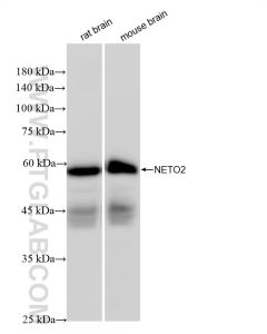 NETO2 Recombinant monoclonal antibody proteintech 84222-2-RR
