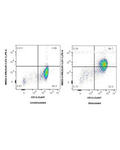 Anti-Human OLR1/LOX1 Rabbit Recombinant Antibody proteintech 98524-3-RR