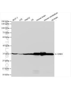 GNB3 Recombinant monoclonal antibody proteintech 83452-4-RR
