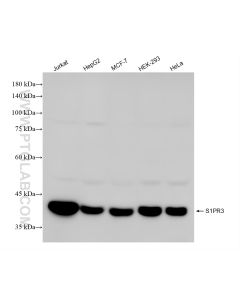 S1PR3 Recombinant monoclonal antibody proteintech 84697-1-RR