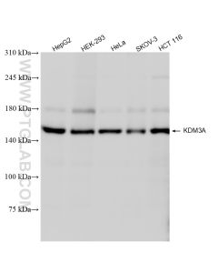 KDM3A/JMJD1A Recombinant monoclonal antibody proteintech 83571-2-RR