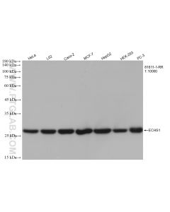 ECHS1 Recombinant monoclonal antibody proteintech 81611-1-RR