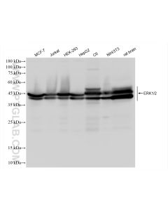 ERK1/2 Recombinant monoclonal antibody proteintech 83533-1-RR