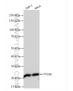 TTC9C Recombinant monoclonal antibody proteintech 84611-2-RR